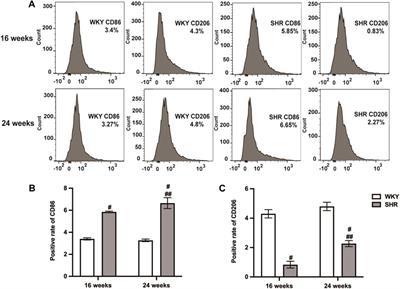 Calcium-sensing receptor-mediated macrophage polarization improves myocardial remodeling in spontaneously hypertensive rats